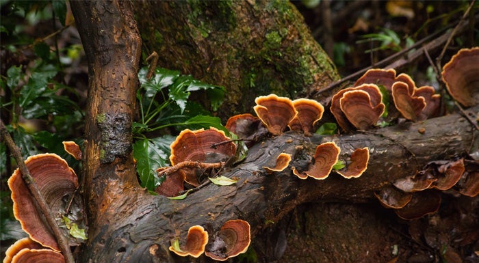 Was sind Reishi Pilze? | Wirkung & Nutzen